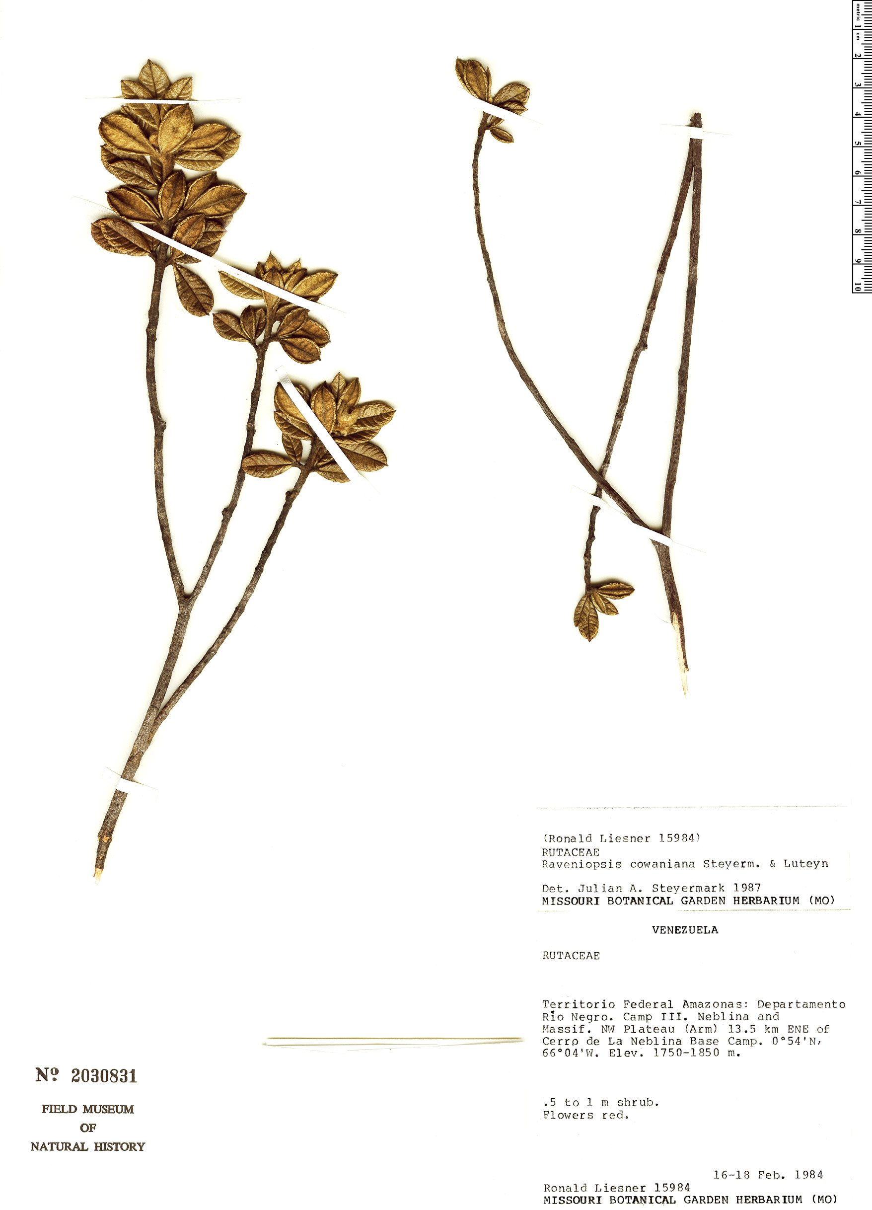 Raveniopsis cowaniana image
