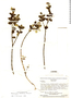 Raveniopsis fraterna image