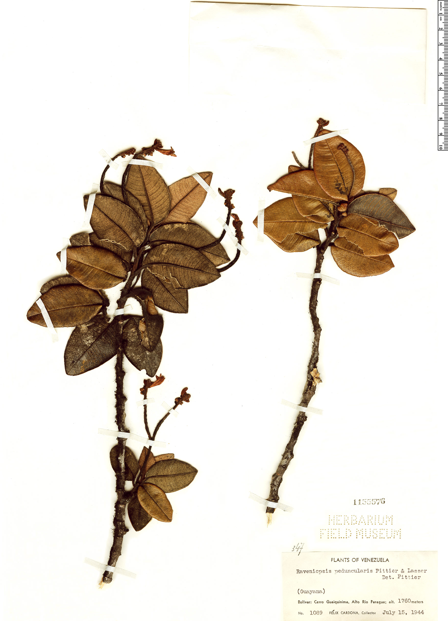 Raveniopsis peduncularis image