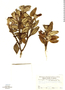 Raveniopsis tomentosa image