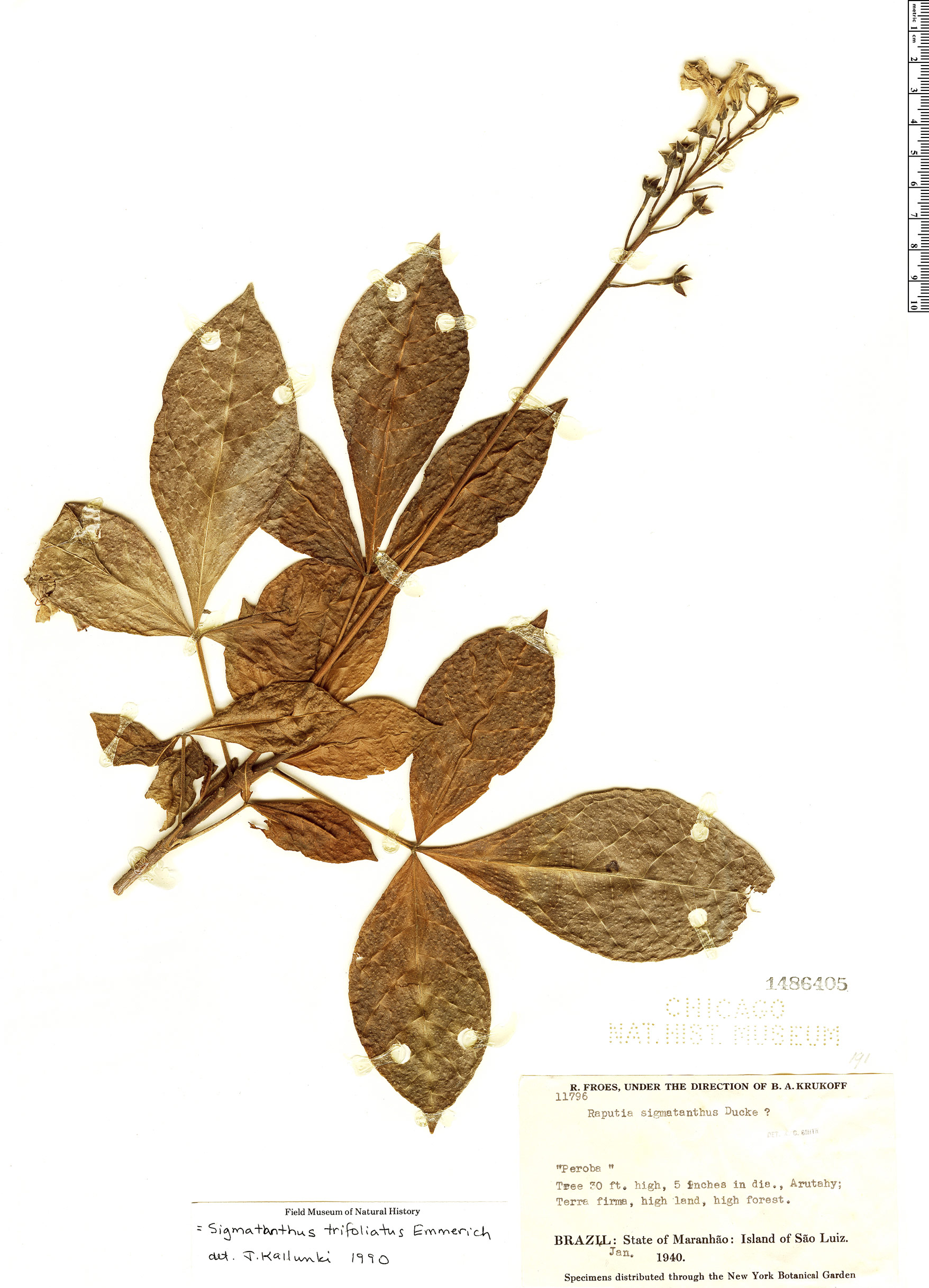 Sigmatanthus trifoliatus image
