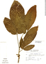 Ticorea longiflora image