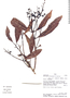Meliosma glossophylla image