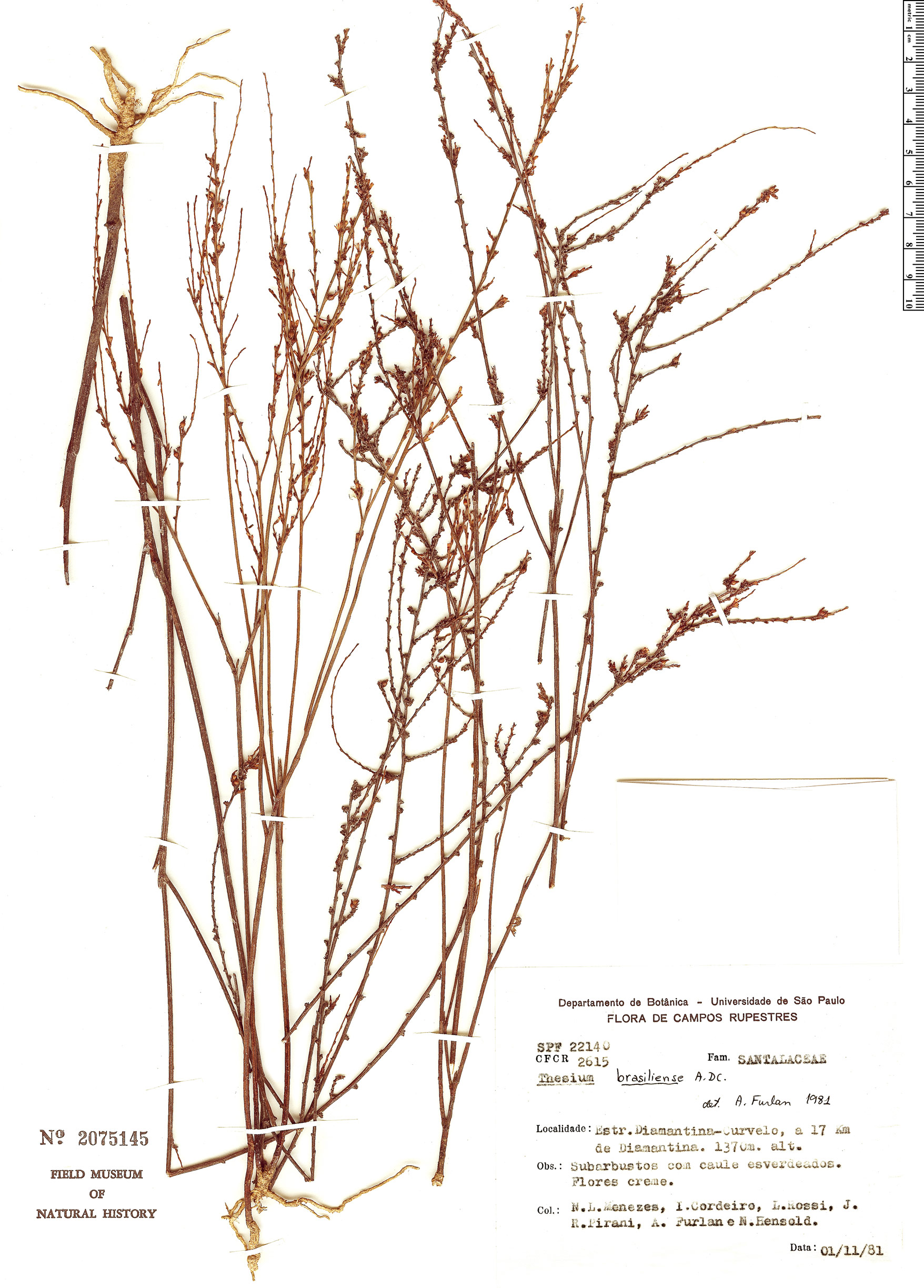 Austroamericium brasiliense image