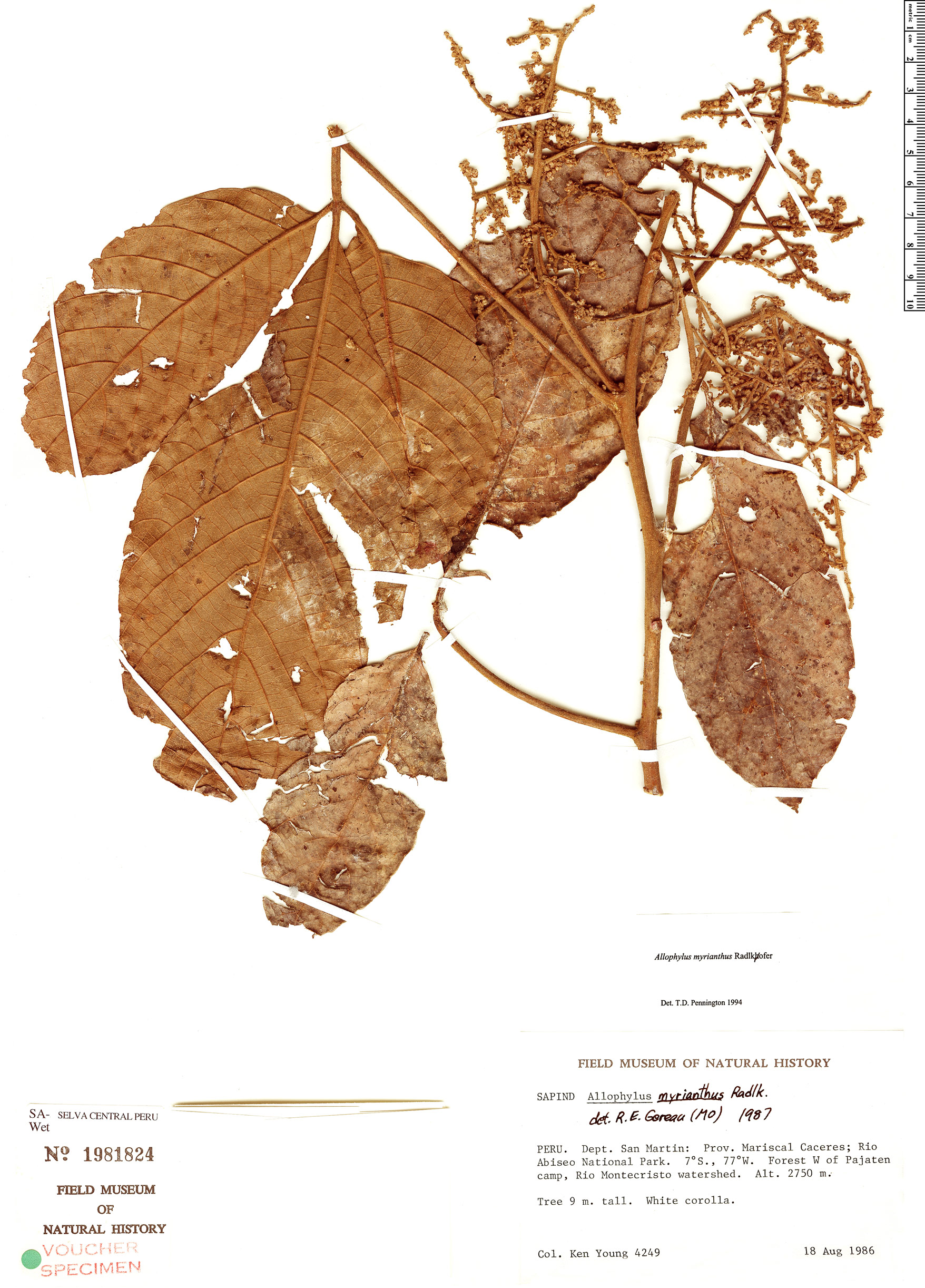 Allophylus myrianthus image