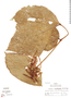 Paullinia acutangula image