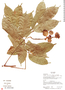 Paullinia grandifolia image