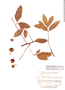 Paullinia ingifolia image