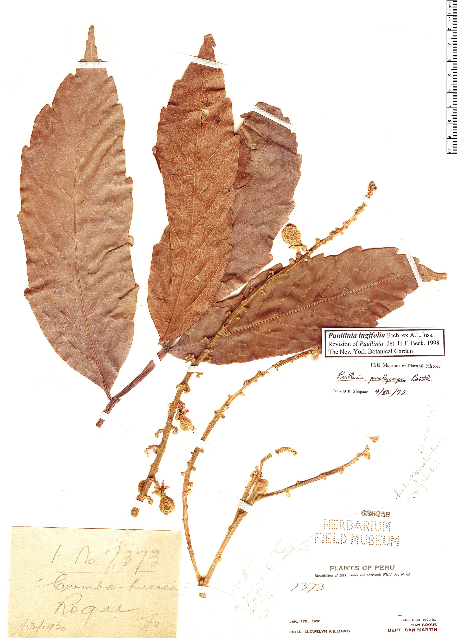 Paullinia ingifolia image