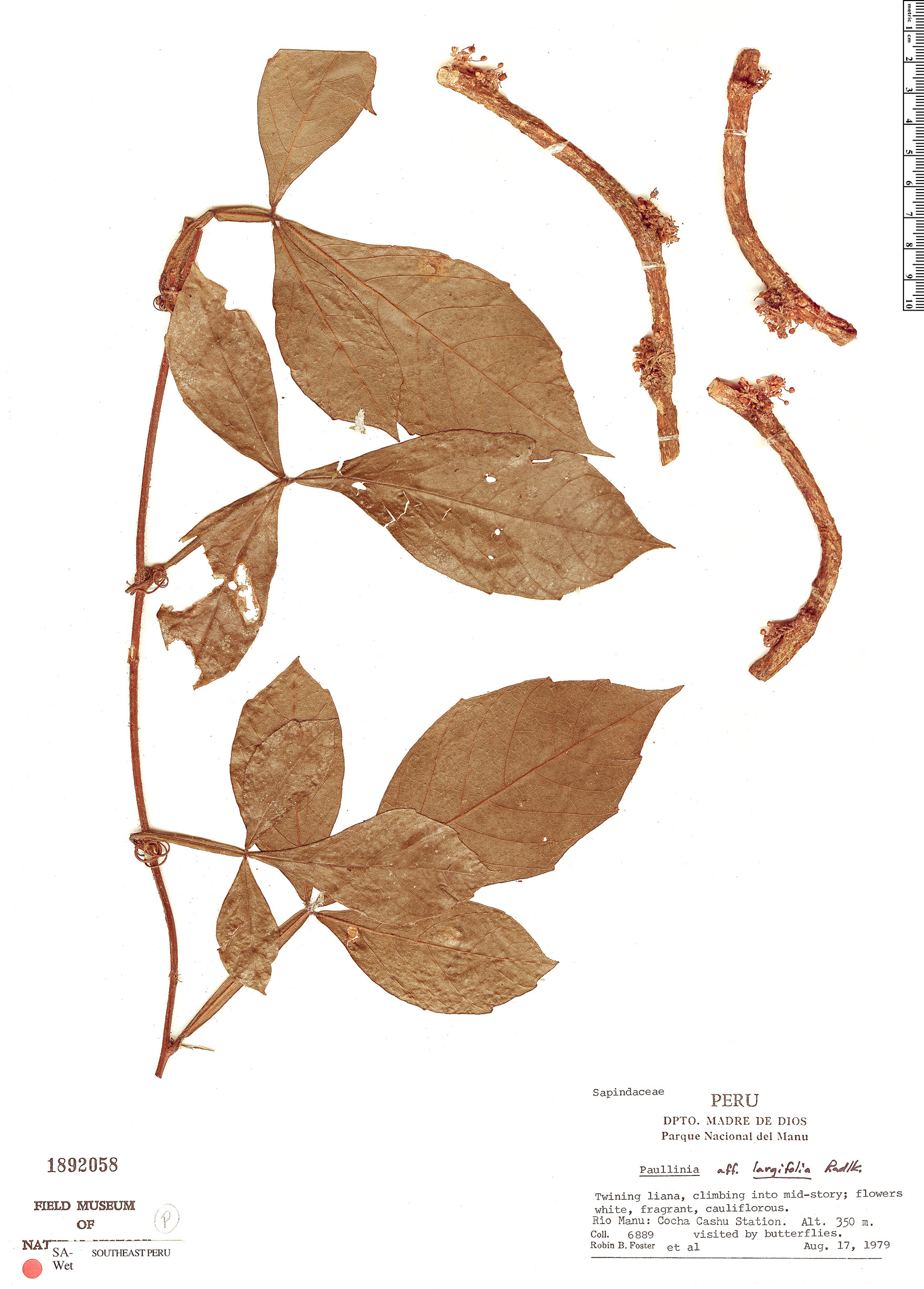 Paullinia largifolia image