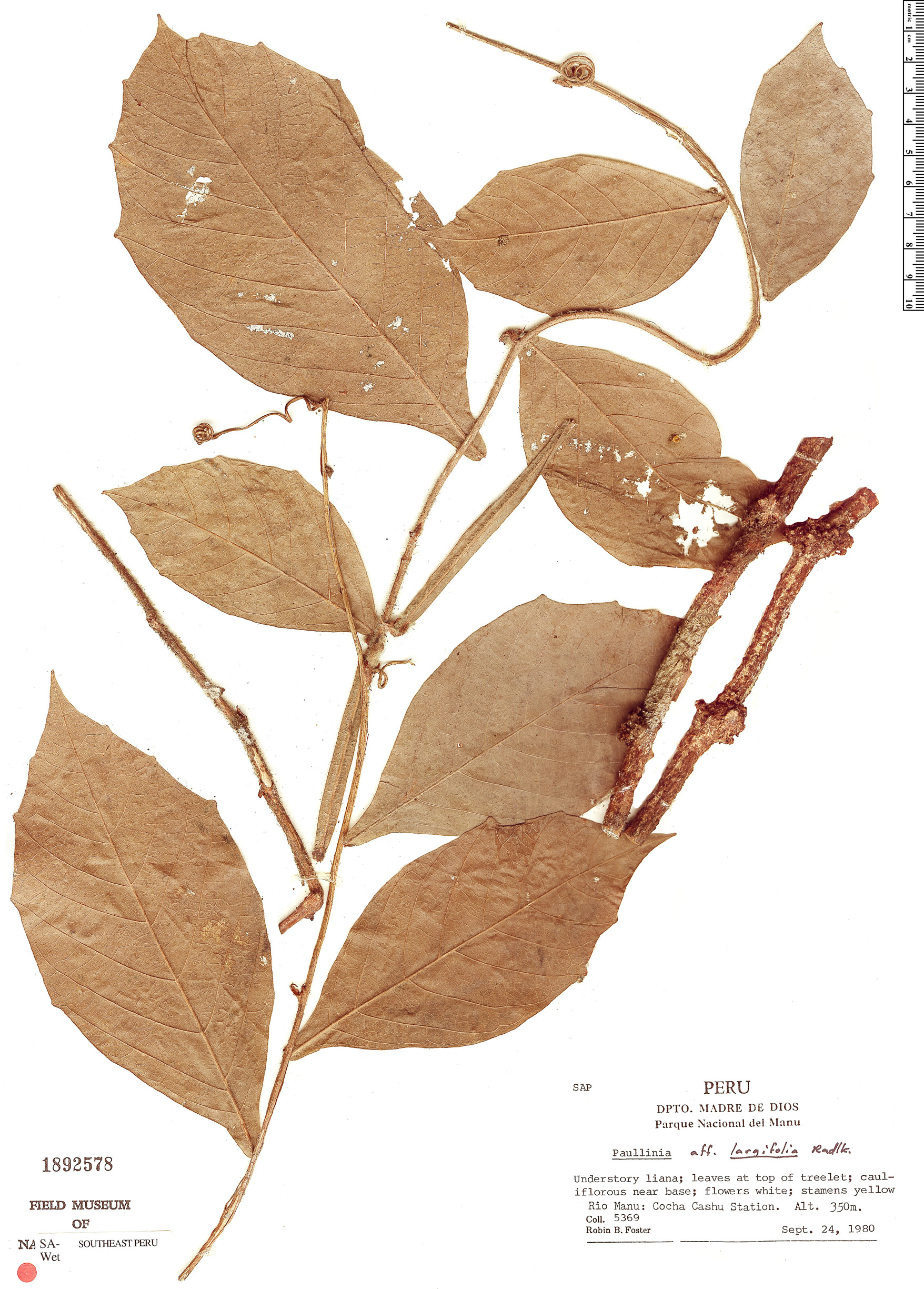 Paullinia largifolia image