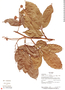 Paullinia olivacea image