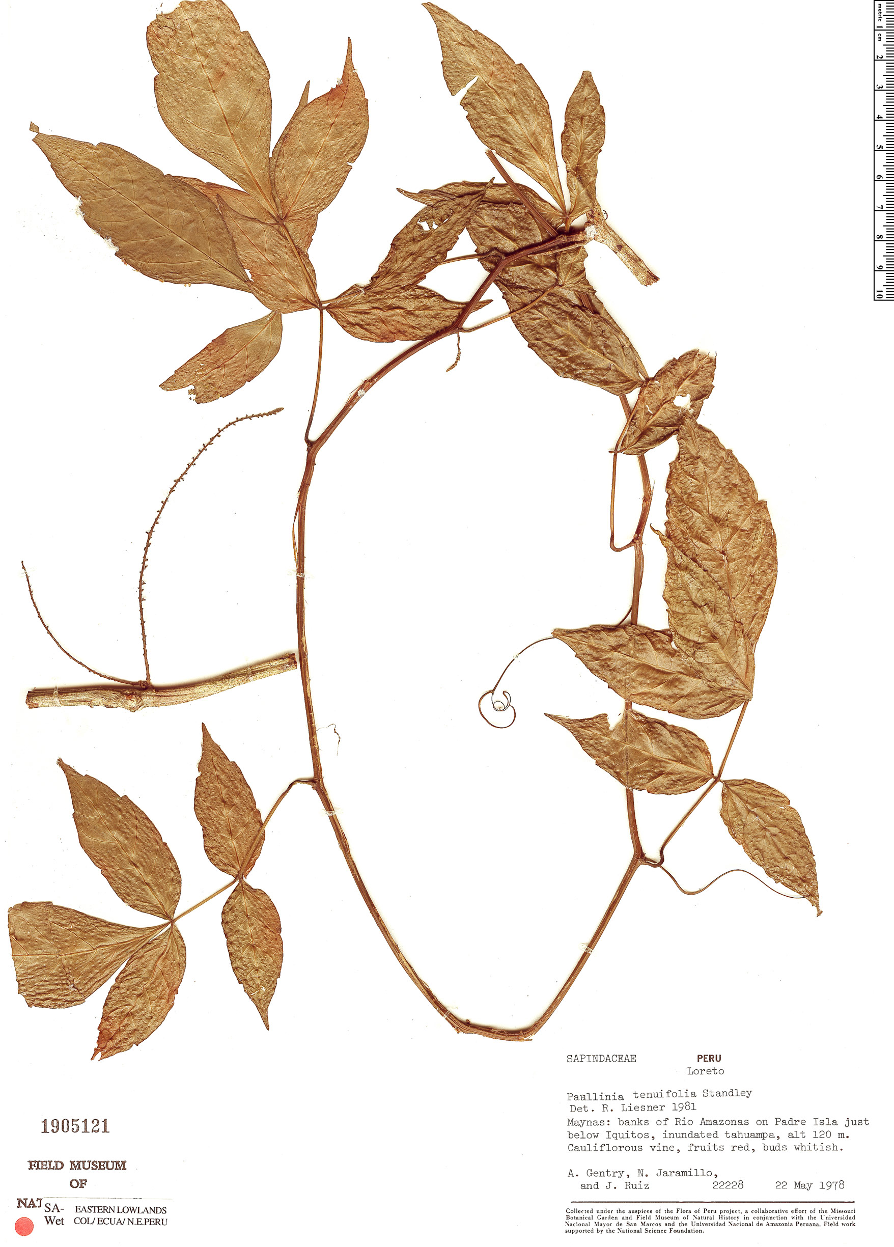 Paullinia tenuifolia image