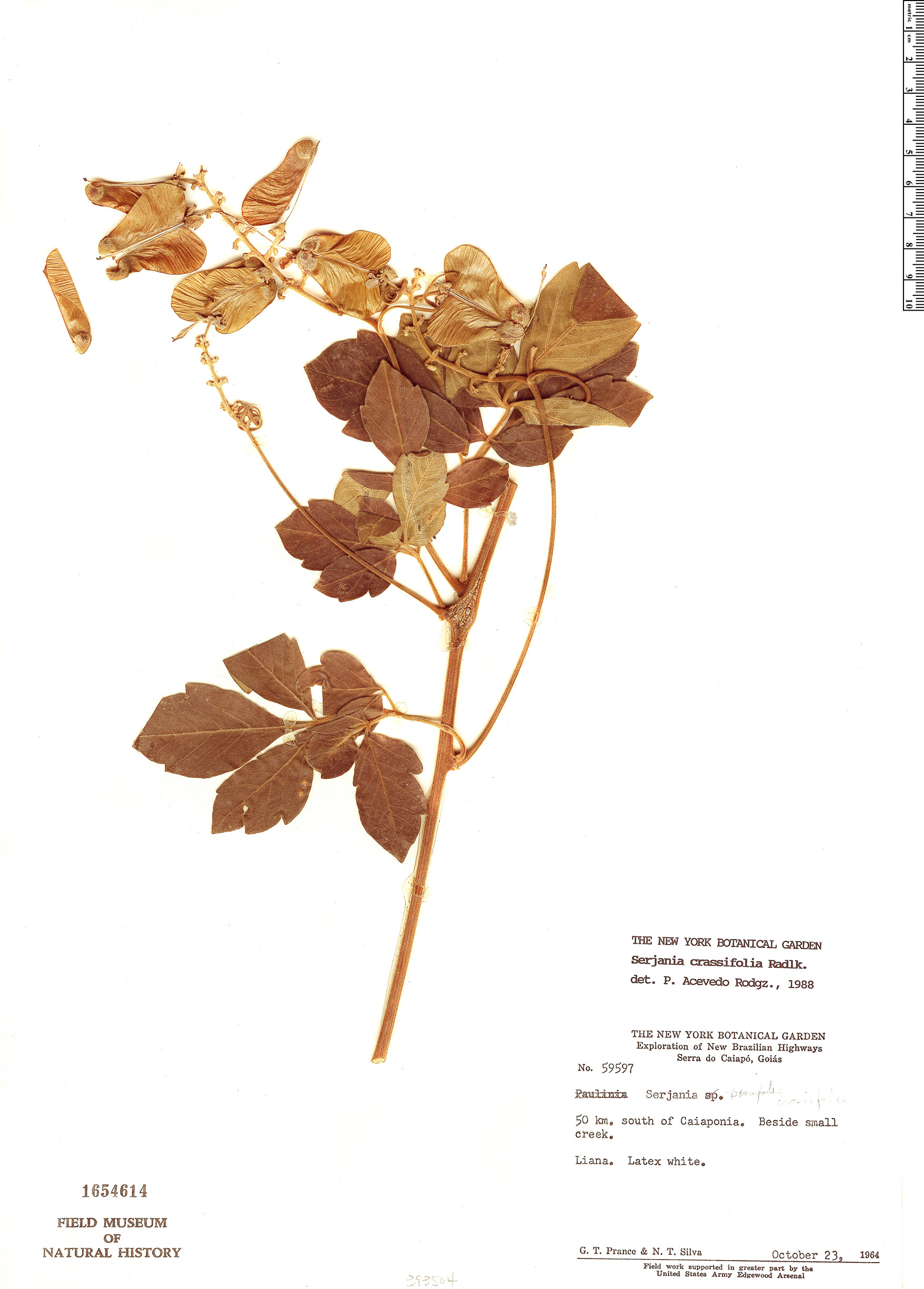 Serjania crassifolia image