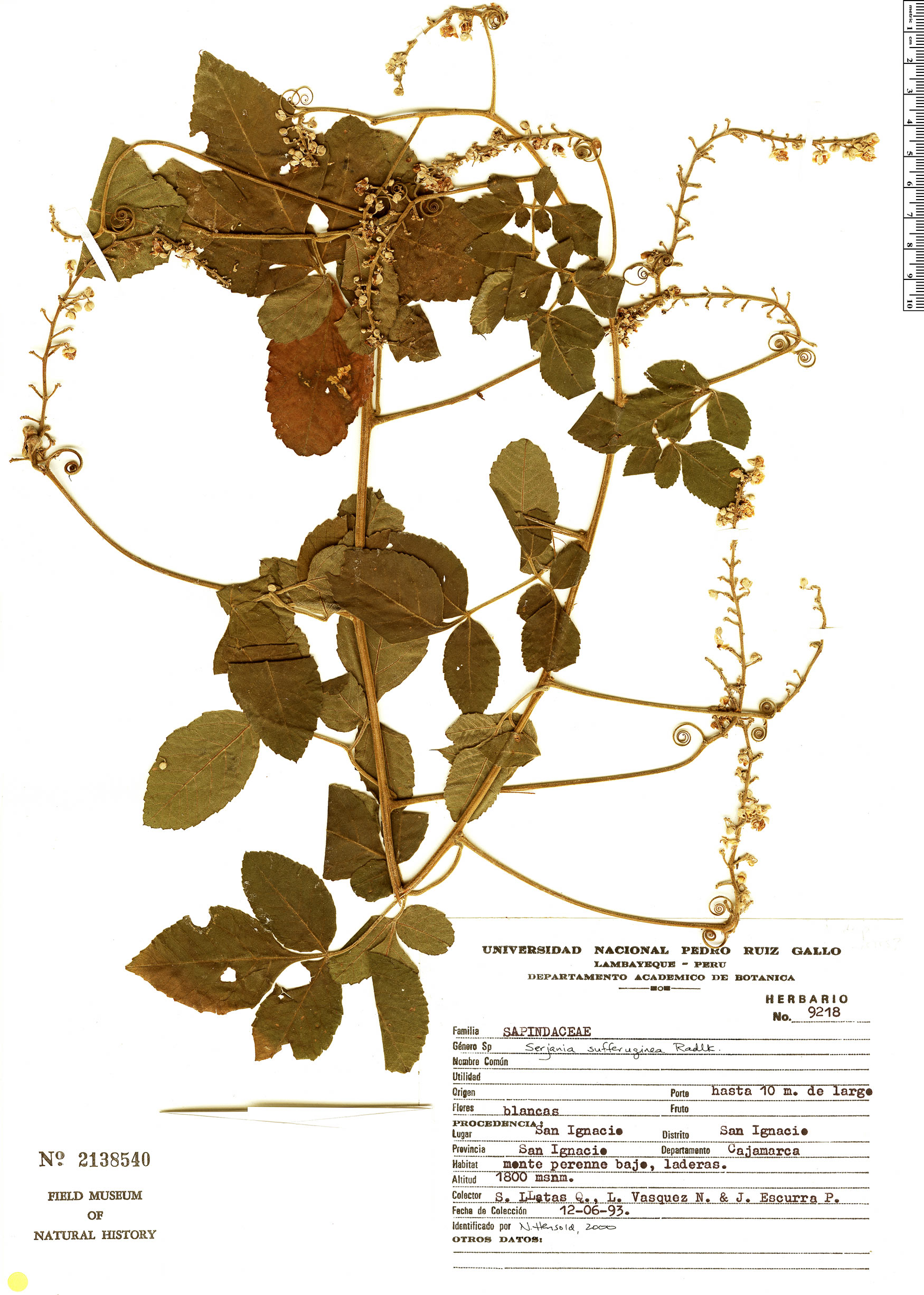 Serjania sufferruginea image