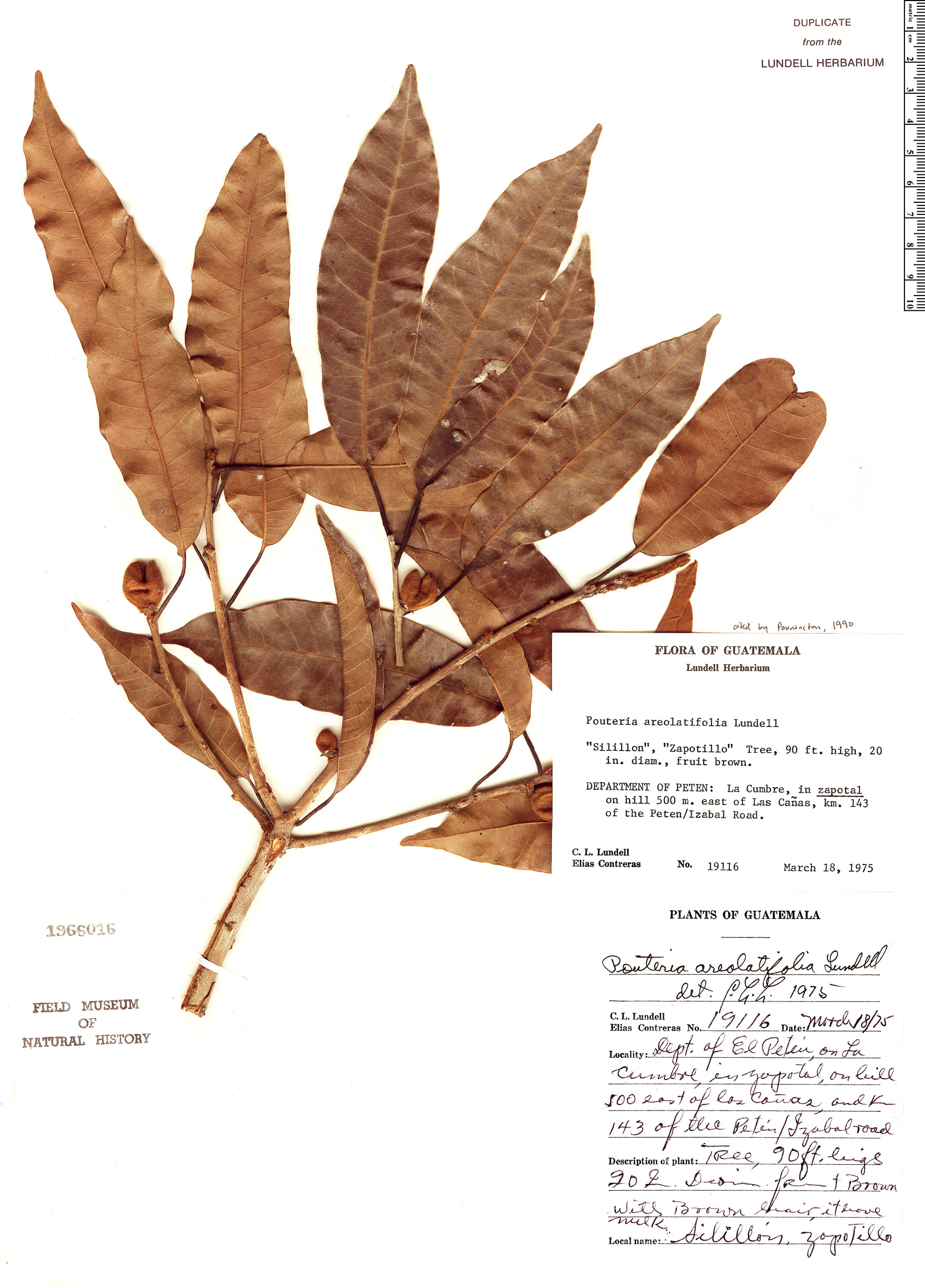 Pouteria areolatifolia image