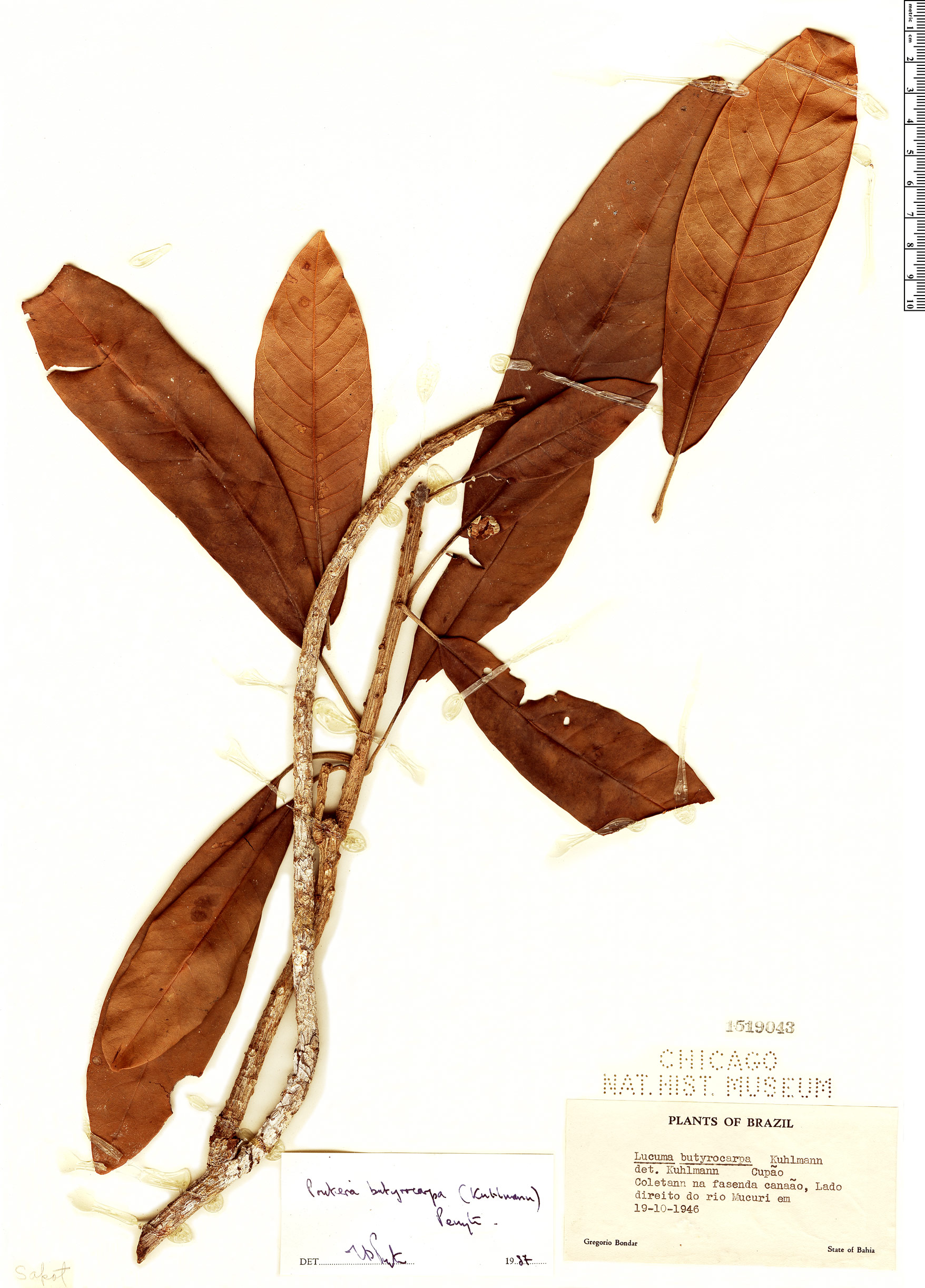 Pouteria butyrocarpa image