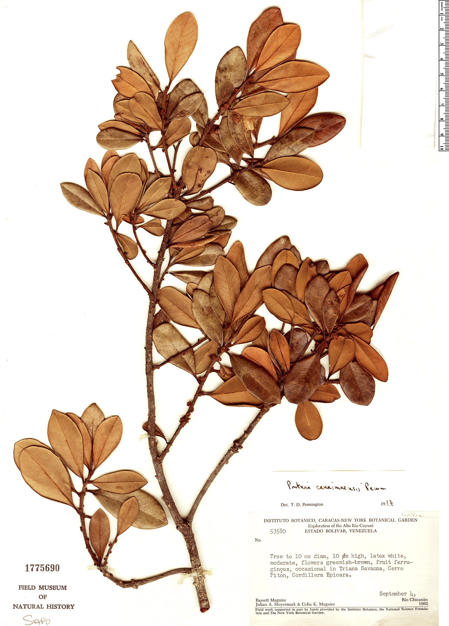 Pouteria canaimaensis image