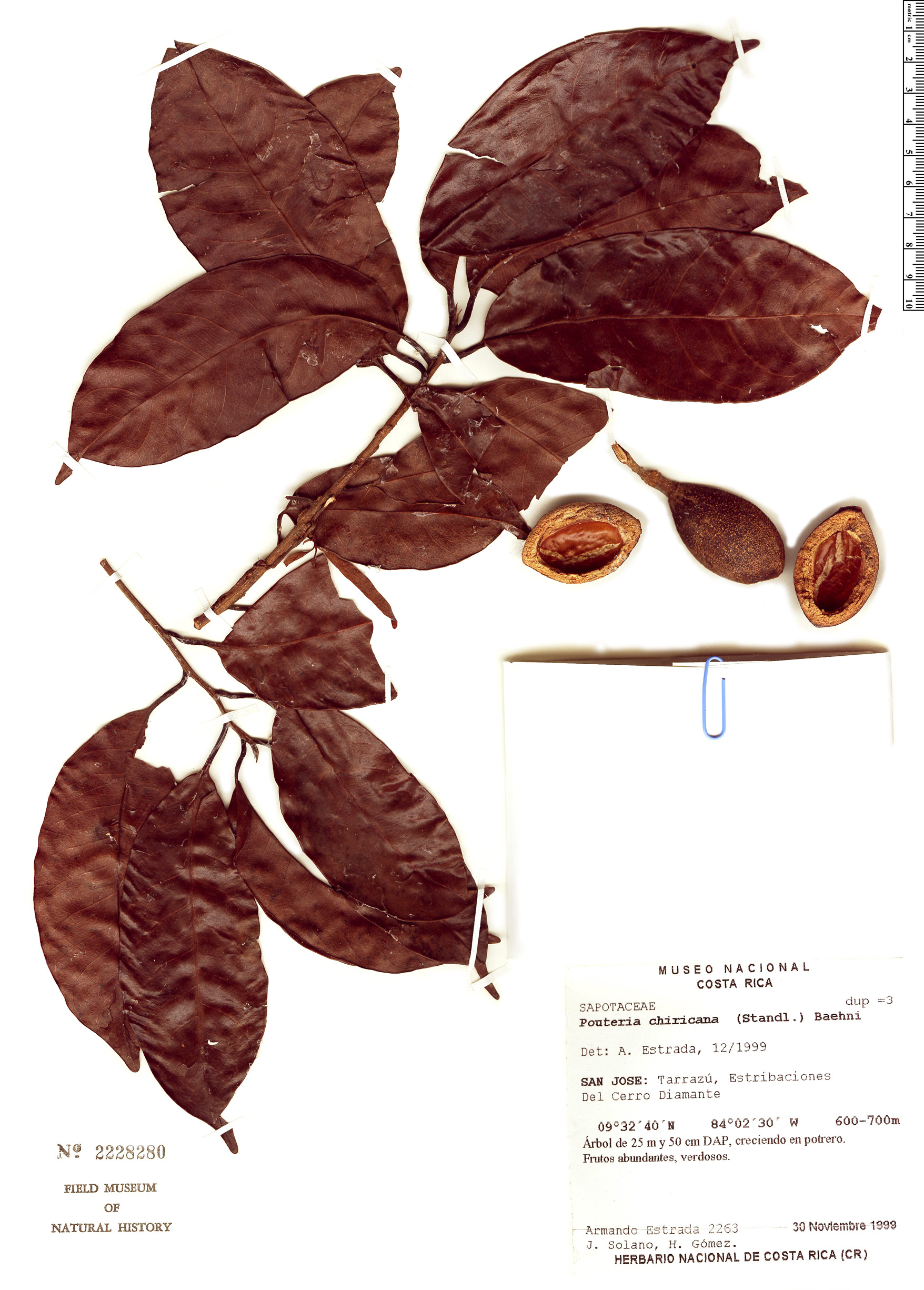 Pouteria chiricana image