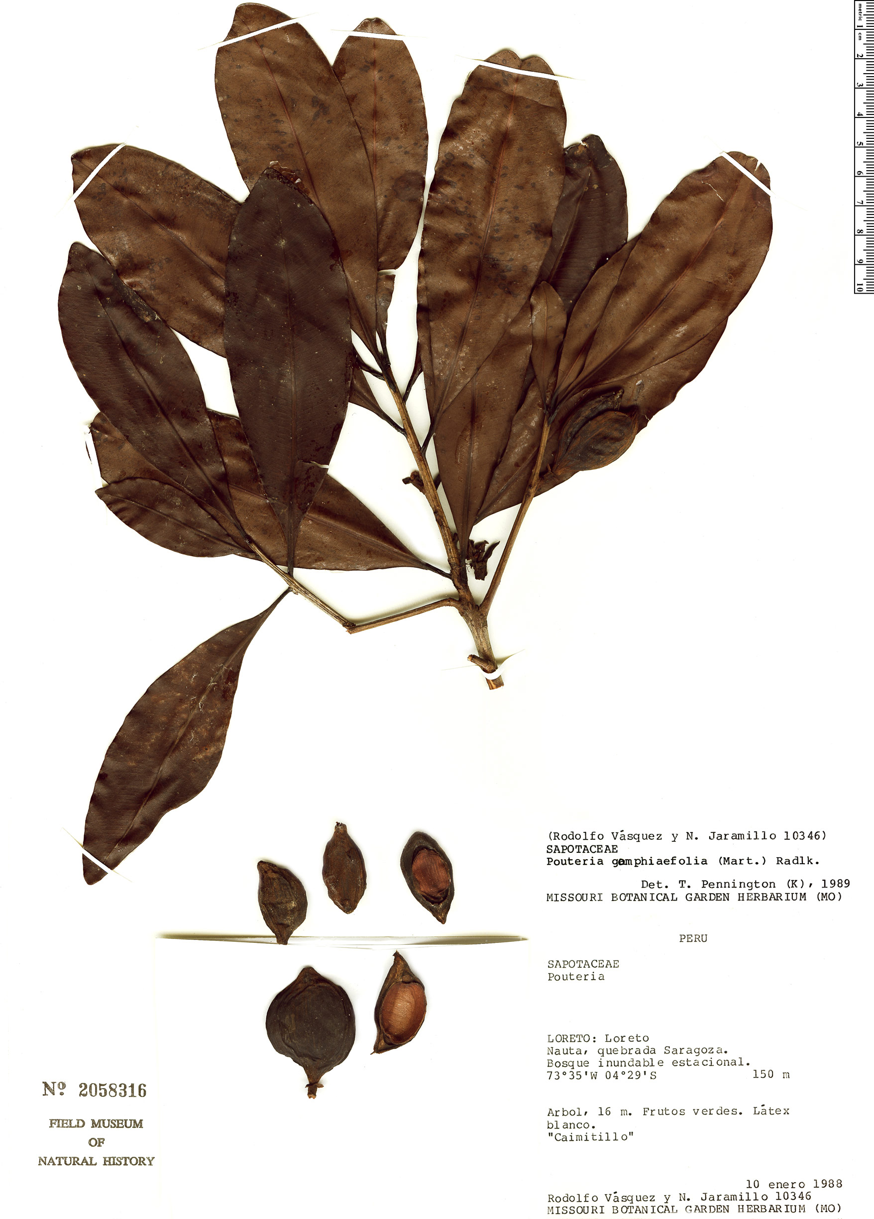 Pouteria gomphiifolia image