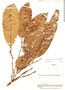 Pouteria longifolia image