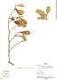 Pouteria lucumifolia image