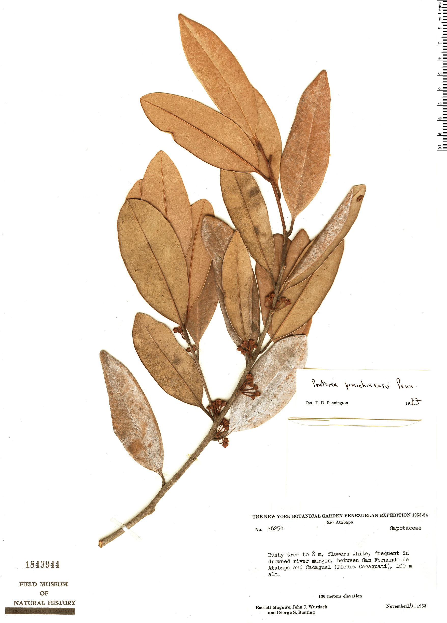 Pouteria pimichinensis image
