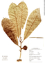 Pouteria surumuensis image