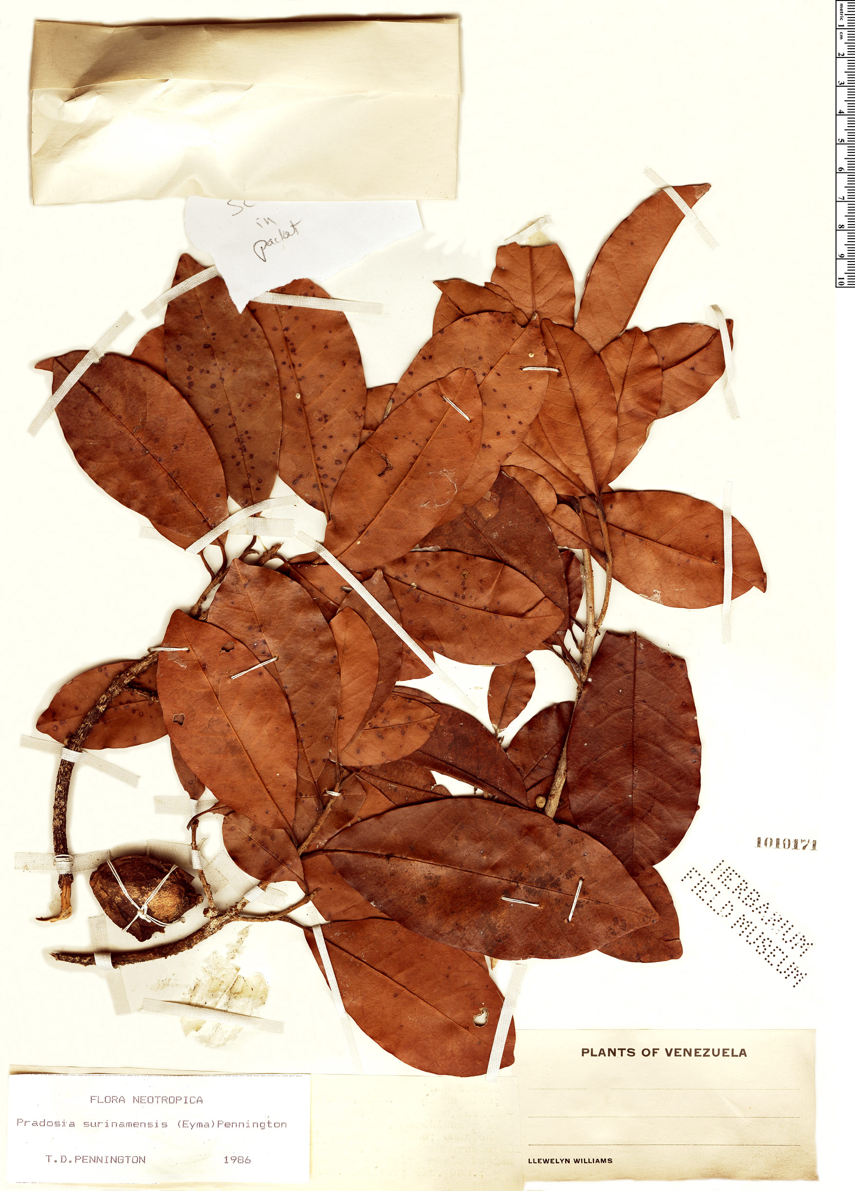 Pradosia surinamensis image
