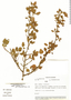 Ribes andicola image