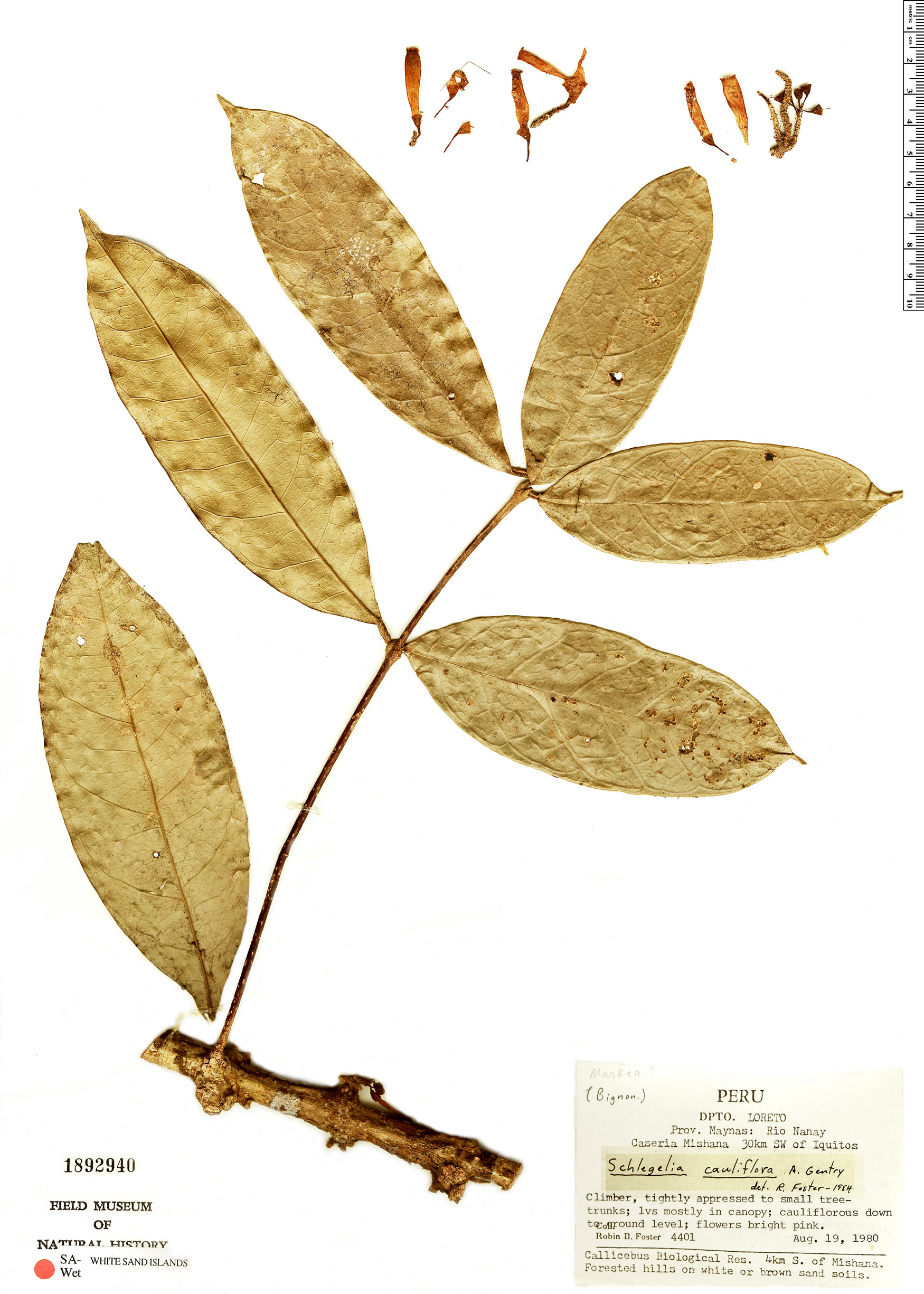 Schlegelia cauliflora image