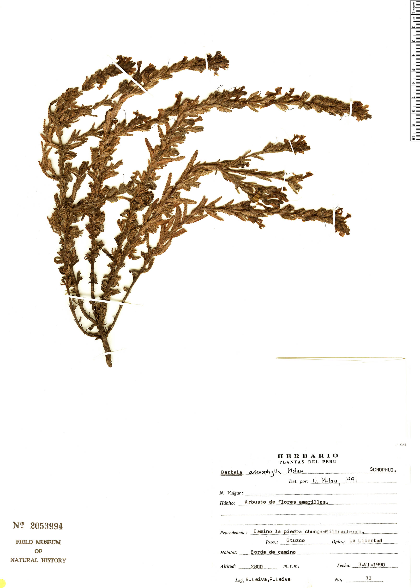 Bartsia adenophylla image