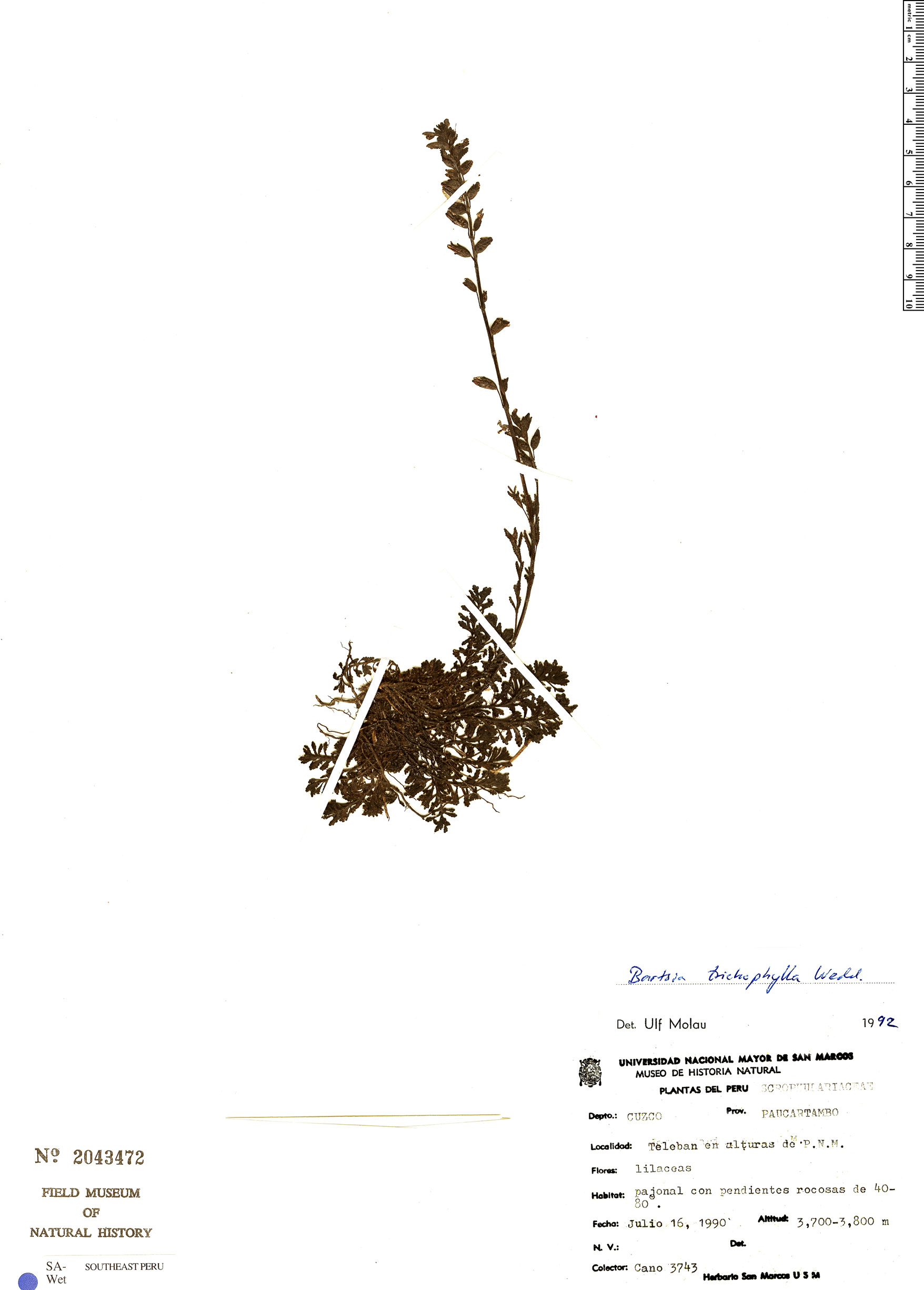 Bartsia trichophylla image