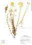 Calceolaria argentea image