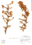 Calceolaria barbata image