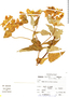 Calceolaria calycina image