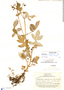Calceolaria obscura image