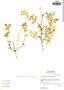 Calceolaria comosa image