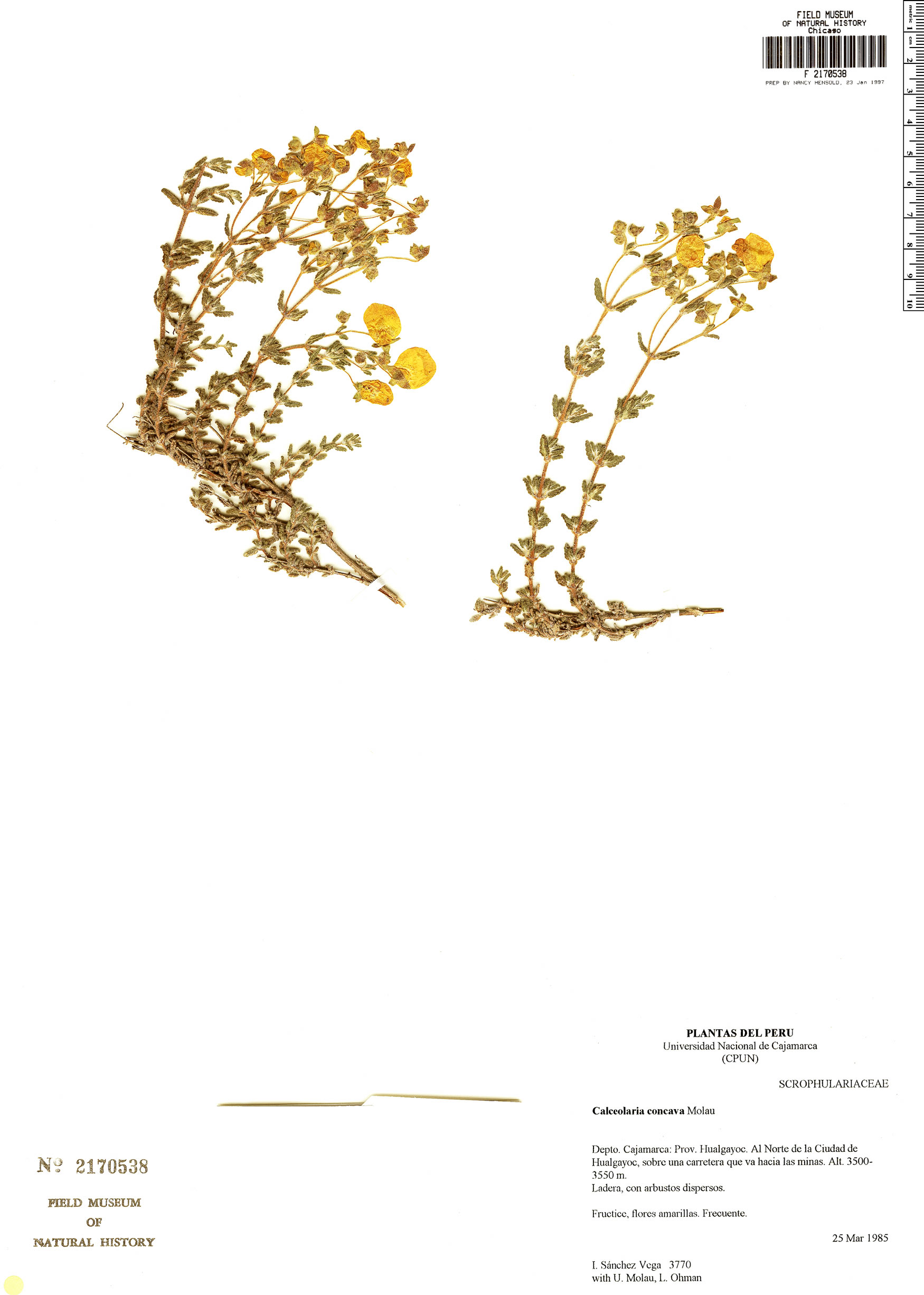 Calceolaria concava image