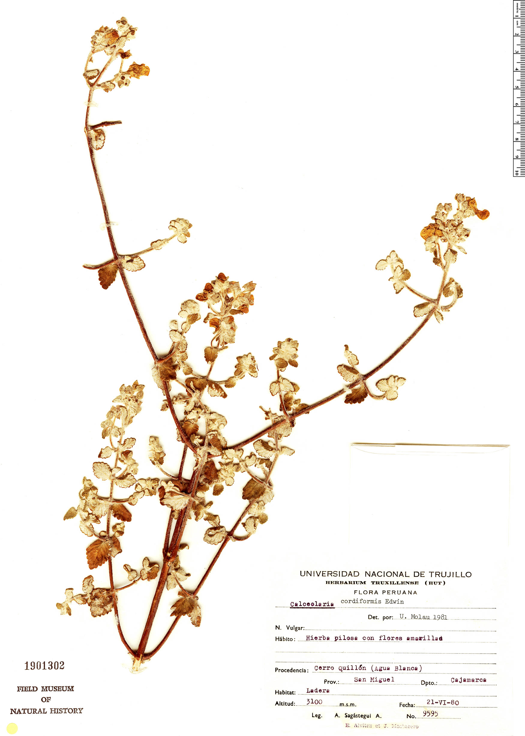 Calceolaria cordiformis image