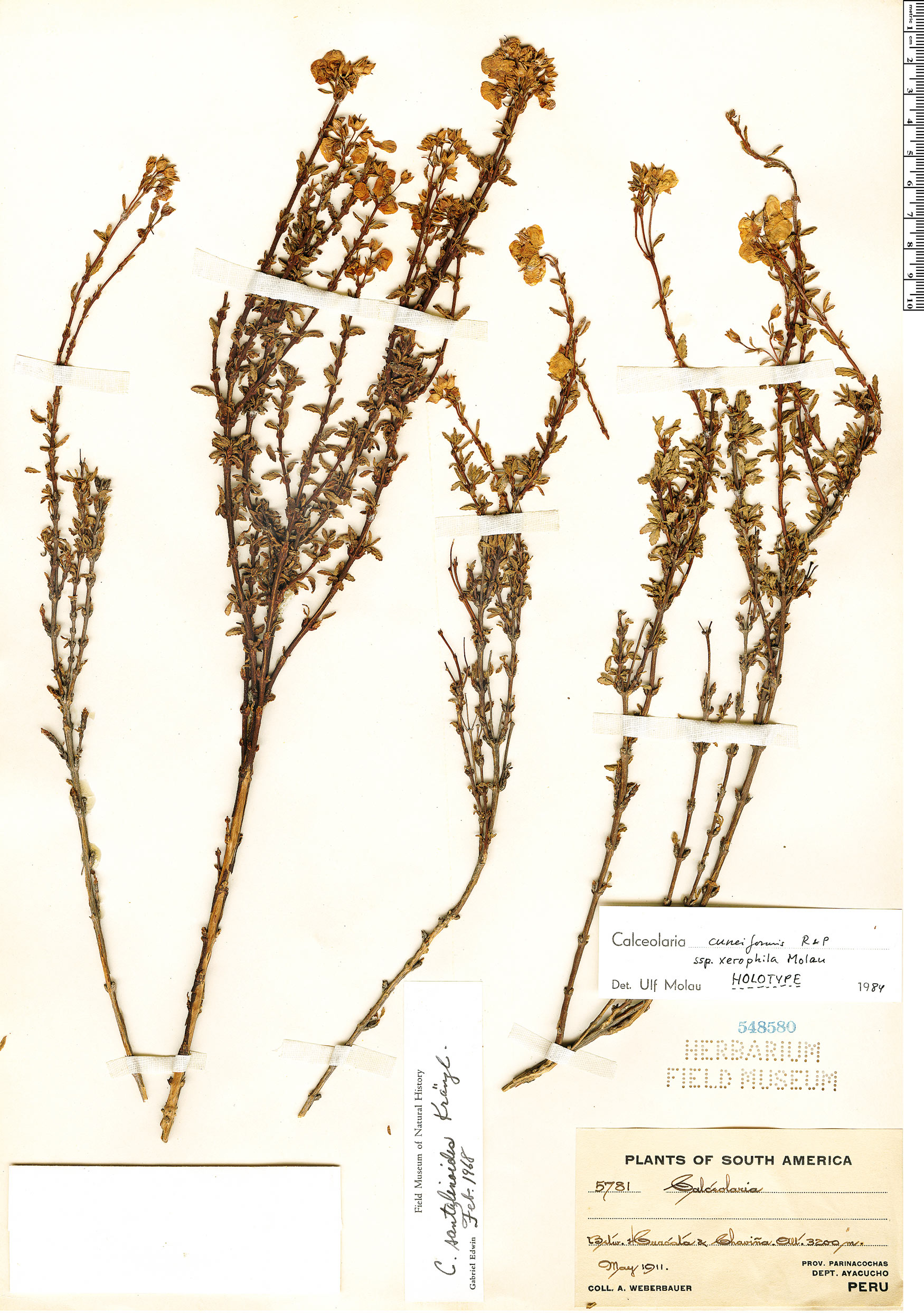 Calceolaria cuneiformis image