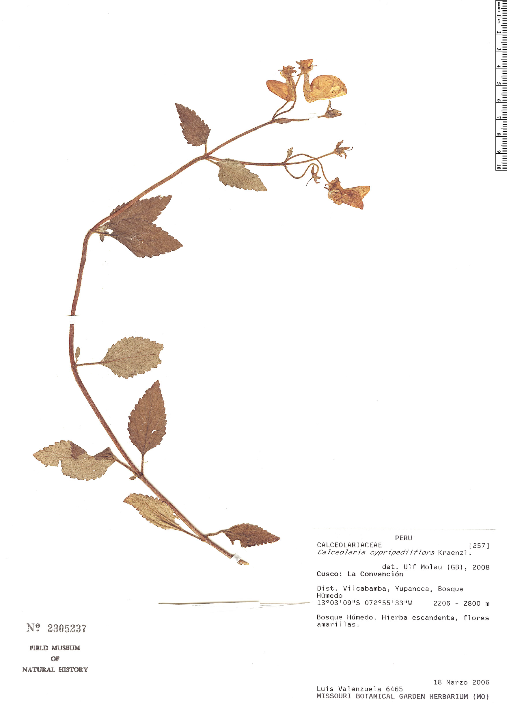 Calceolaria cypripediiflora image