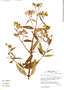 Calceolaria deflexa image