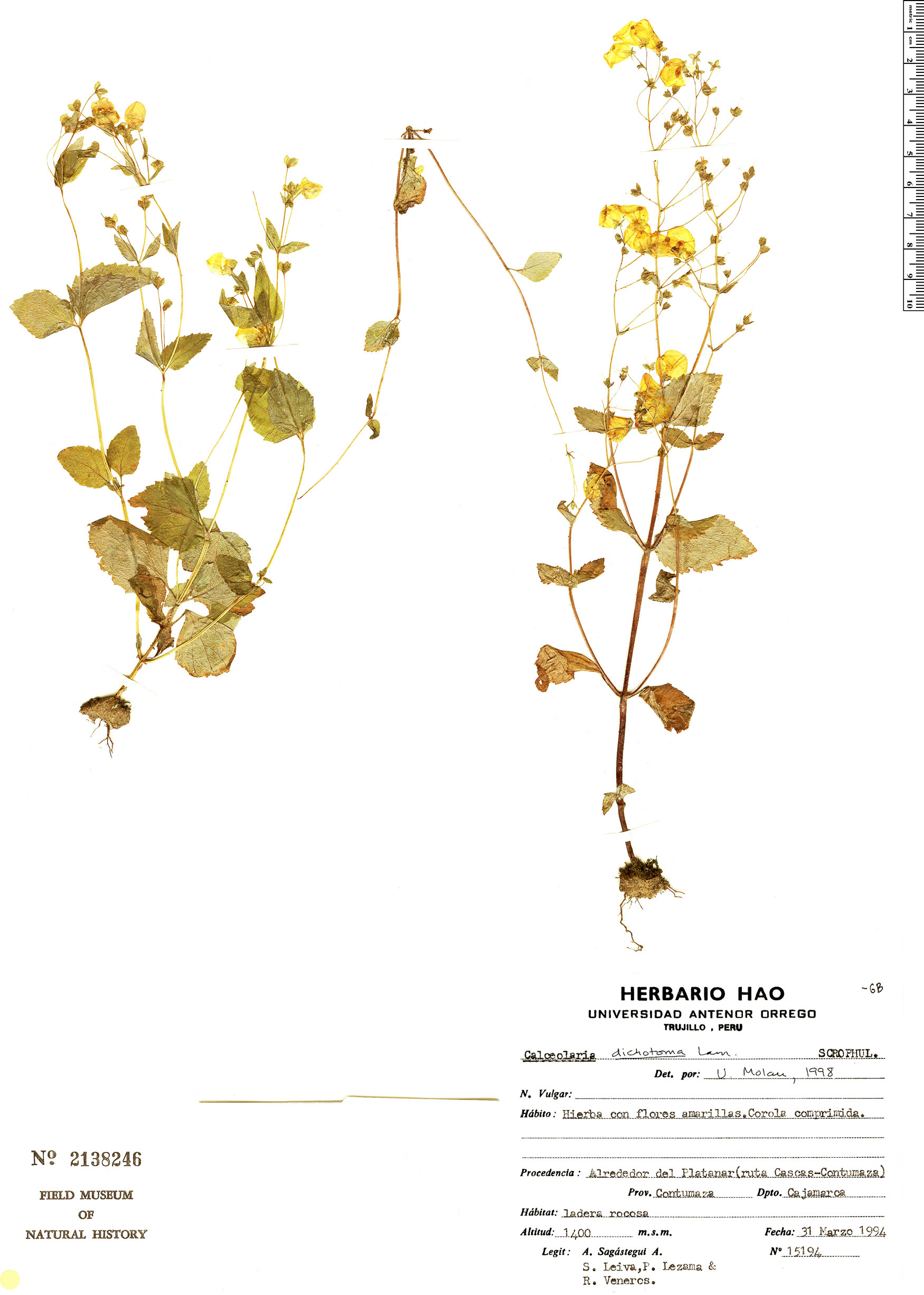 Calceolaria dichotoma image
