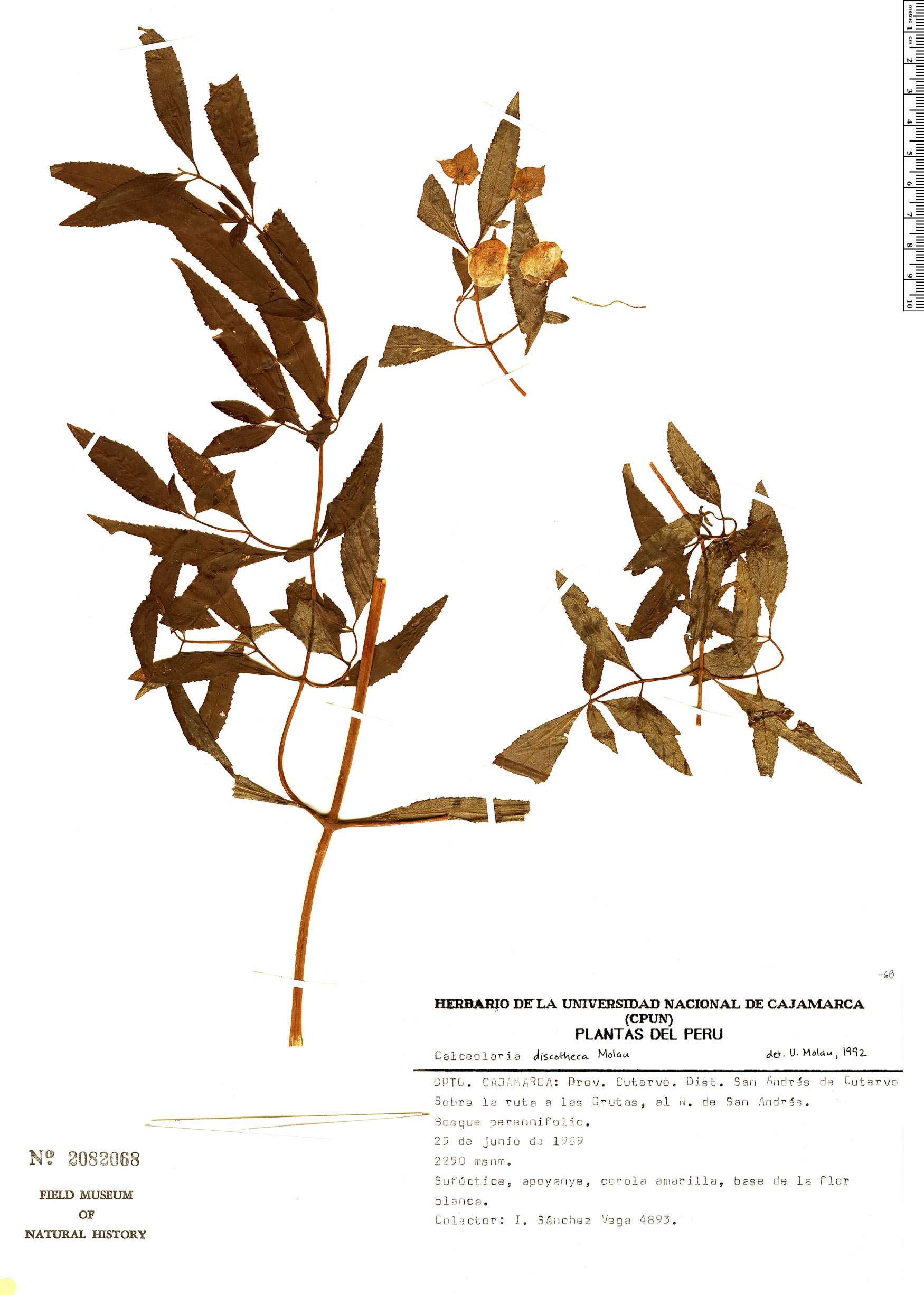 Calceolaria discotheca image