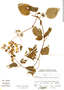 Calceolaria divaricata image