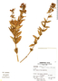 Calceolaria glauca image