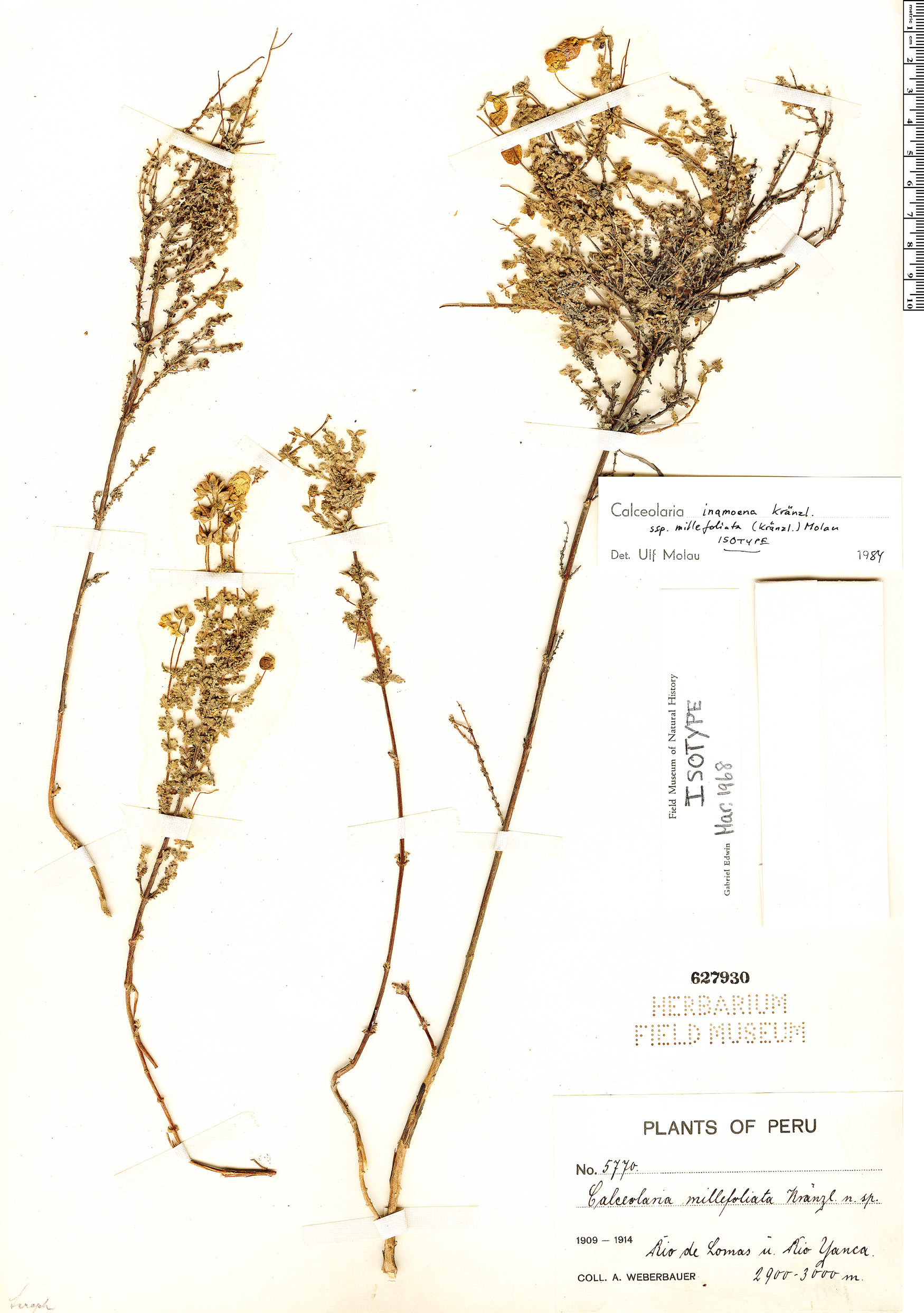 Calceolaria millefoliata image