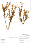 Calceolaria incarum image
