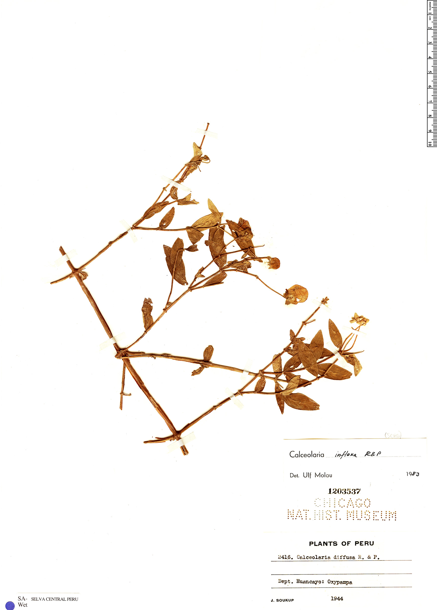 Calceolaria inflexa image